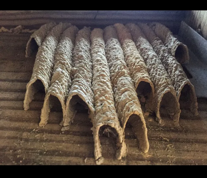 Affordable Termite and Pest Control Picture 4