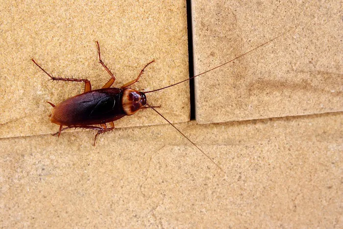 Haseman Pest Control Picture 2