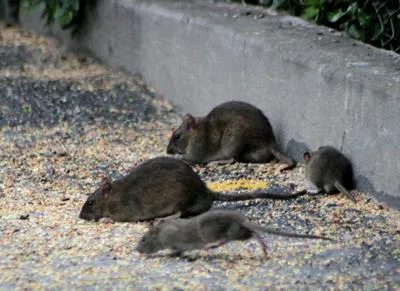 Haseman Pest Control Picture 3