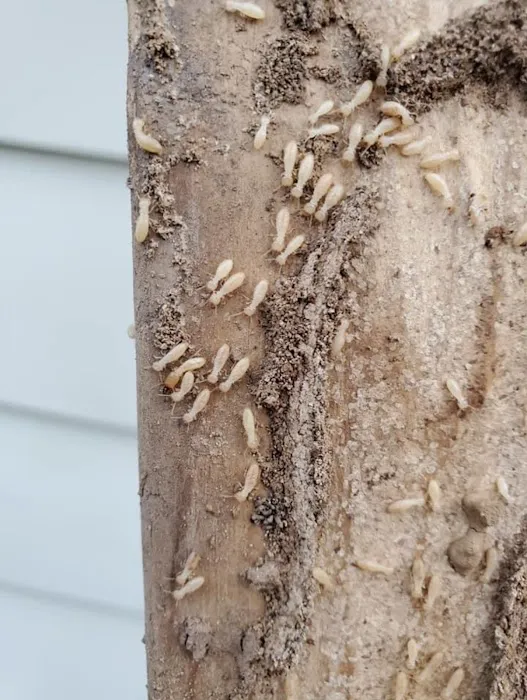 All-In Pest Control & Home Solutions Picture 2