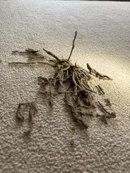 All-In Pest Control & Home Solutions Picture 1