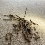 All-In Pest Control & Home Solutions