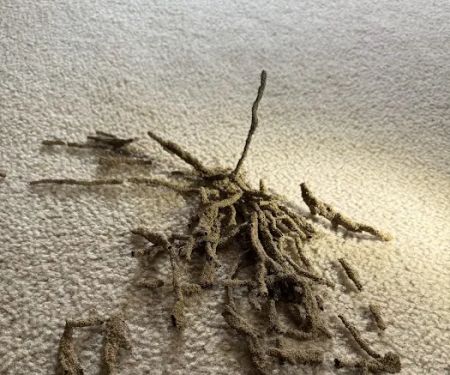 All-In Pest Control & Home Solutions