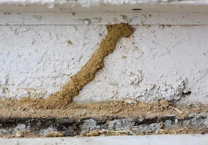 All-In Pest Control & Home Solutions Picture 7
