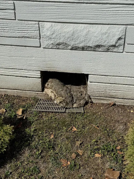 All-In Pest Control & Home Solutions Picture 10