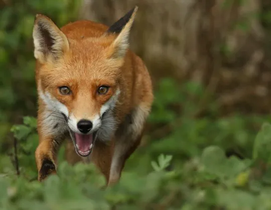 Indiana Wildlife Pros Picture 6