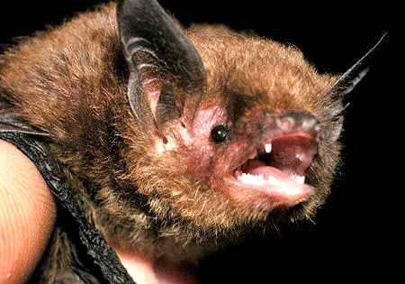Indiana Wildlife Pros Picture 4