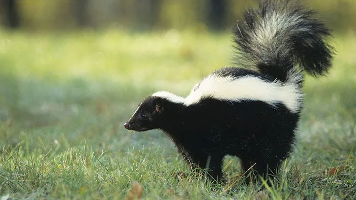 Indiana Wildlife Pros Picture 2