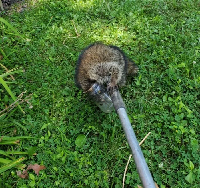 Indiana Wildlife Pros Picture 1