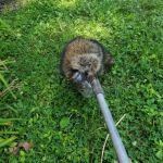 Indiana Wildlife Pros