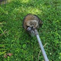 Indiana Wildlife Pros ico