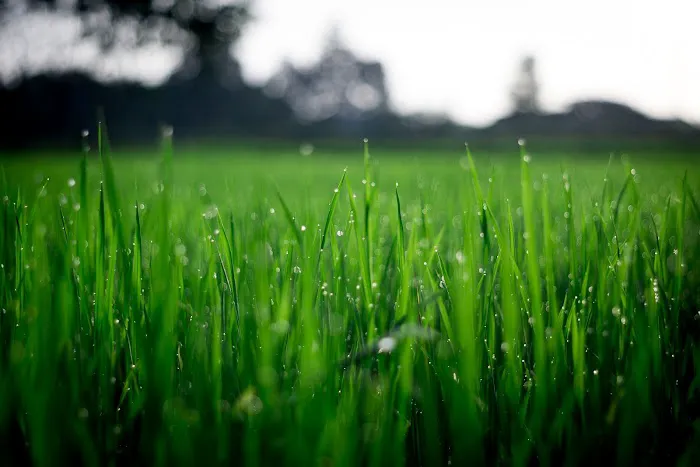 Turf Pro Outdoor Solutions Picture 1