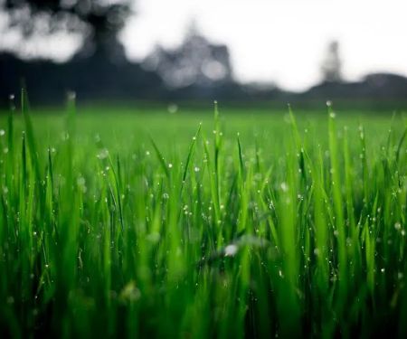 Turf Pro Outdoor Solutions