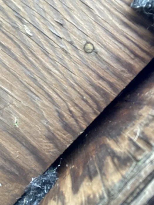 OPC Pest Services Picture 9