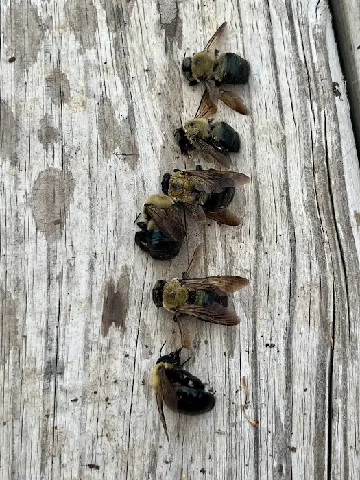 Elite Pest Services Picture 3