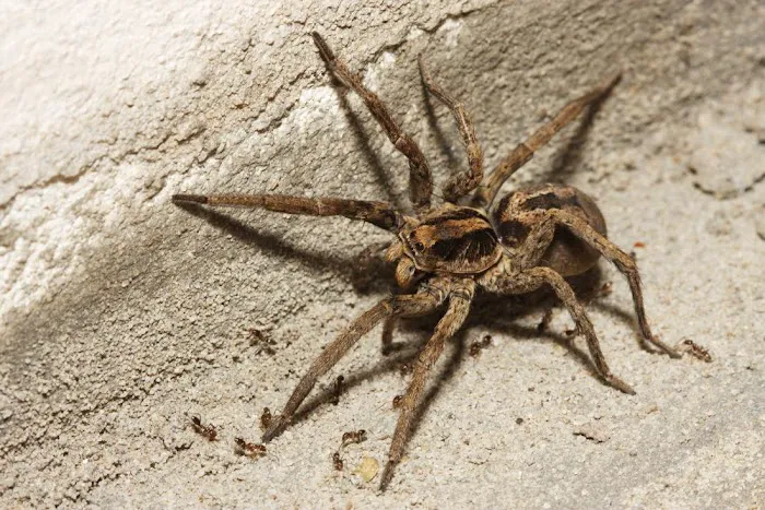 Elite Pest Services Picture 6