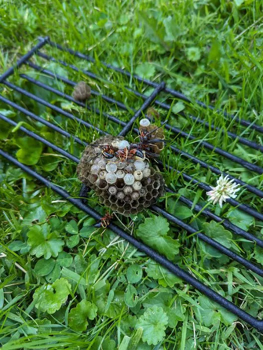 United Pest Control Picture 9