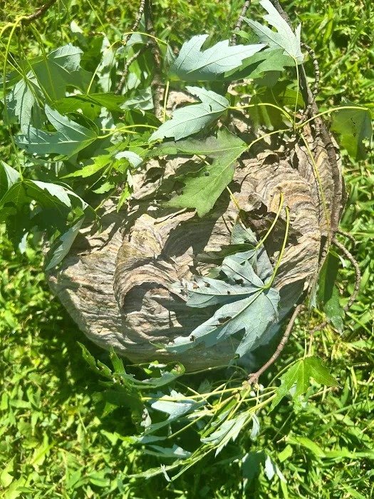 United Pest Control Picture 2
