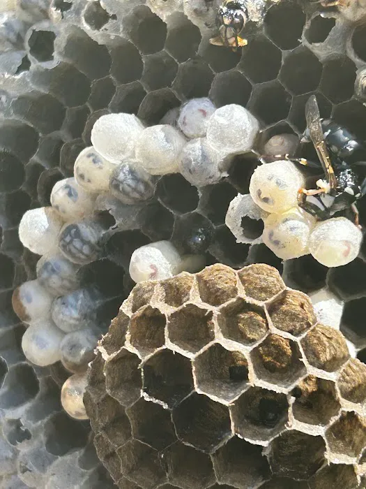 United Pest Control Picture 10