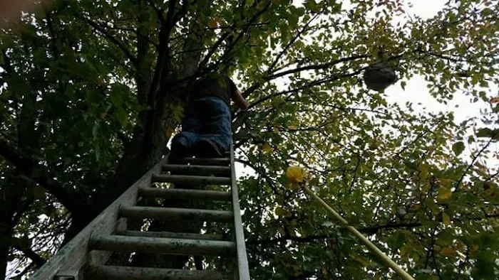 D&j pest control Picture 5