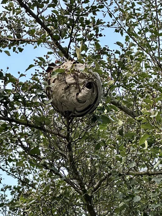 Kentucky Pest Control Picture 3