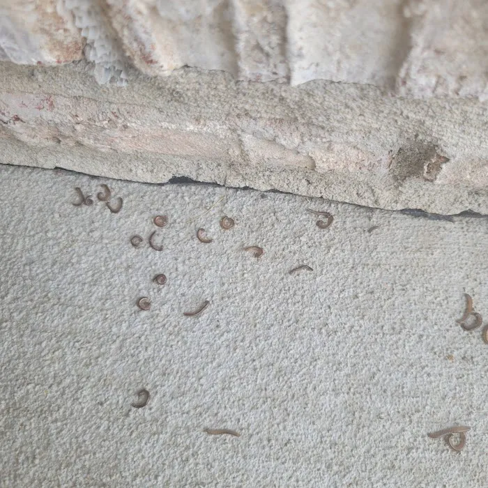 Greenix Pest Control Picture 6