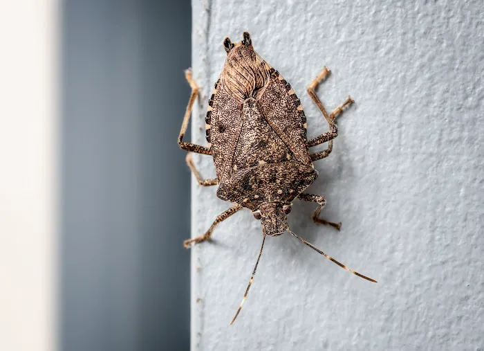 OPC Pest Services Picture 1