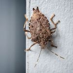 OPC Pest Services