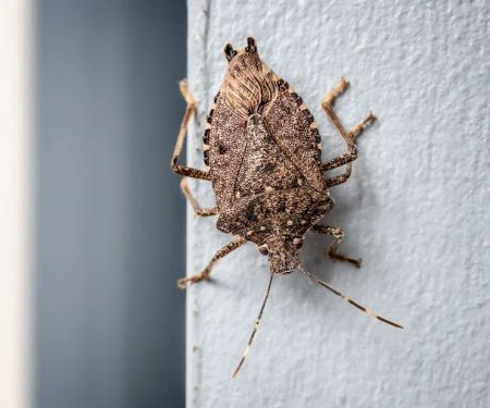 OPC Pest Services