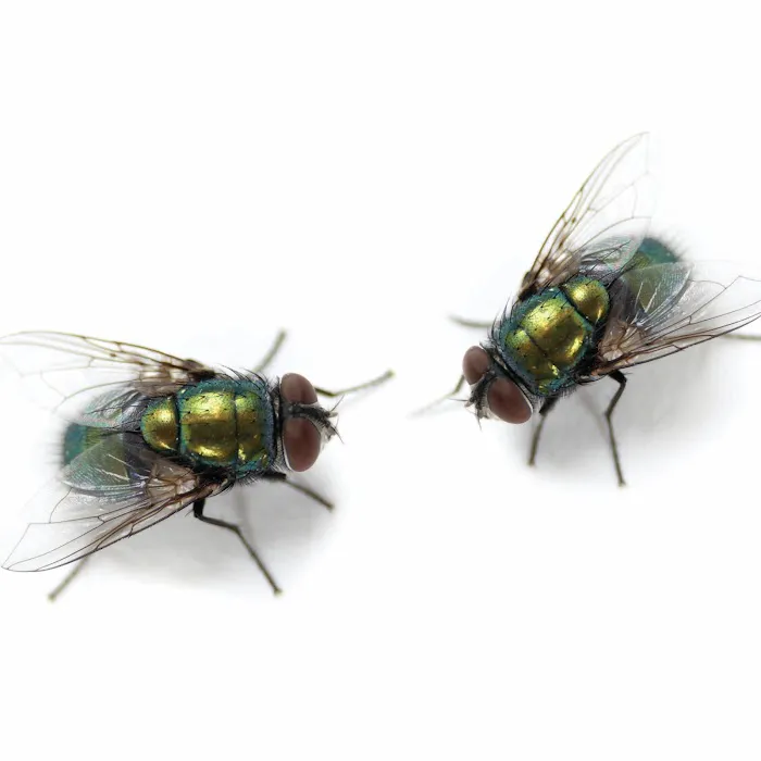 OPC Pest Services Picture 8