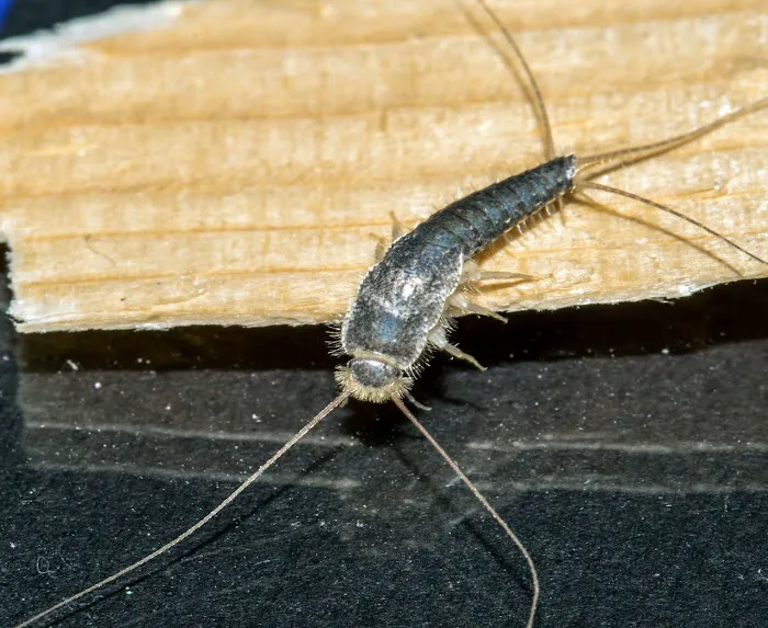 OPC Pest Services Picture 9