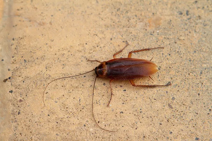 OPC Pest Services Picture 3