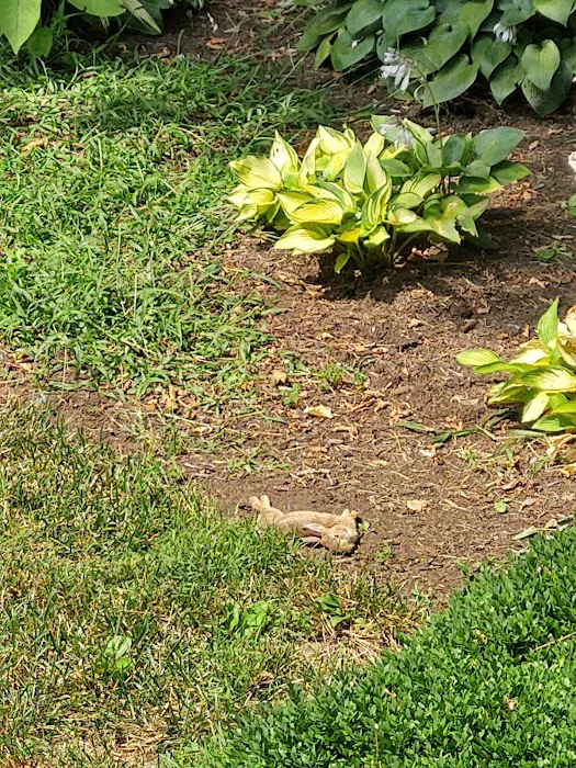 Elite Pest Control Picture 1