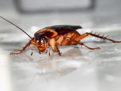 Action Pest Control Picture 10