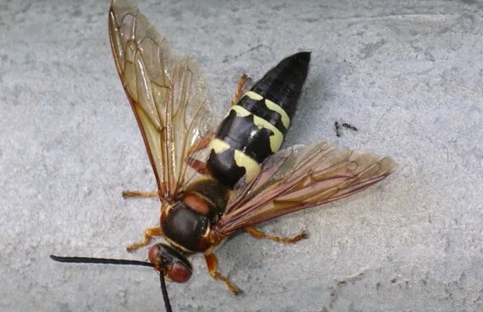 Maximum Termite & Pest Control Picture 6
