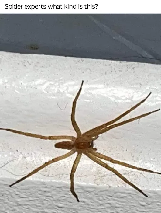 Maximum Termite & Pest Control Picture 2
