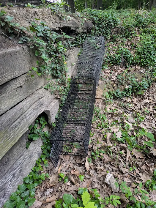 Varment Guard Wildlife Services Picture 8