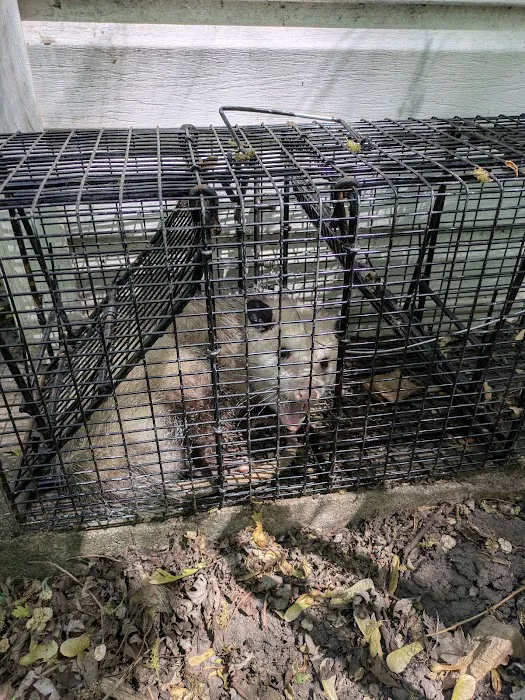 Varment Guard Wildlife Services Picture 9