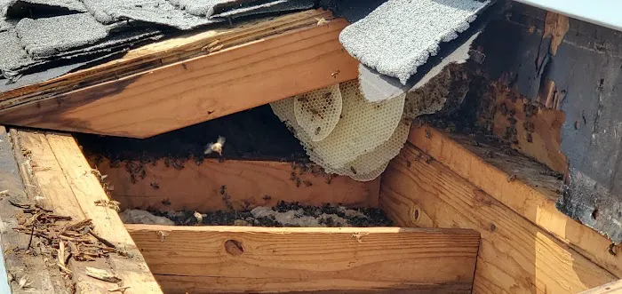 America's Best Bees Picture 8