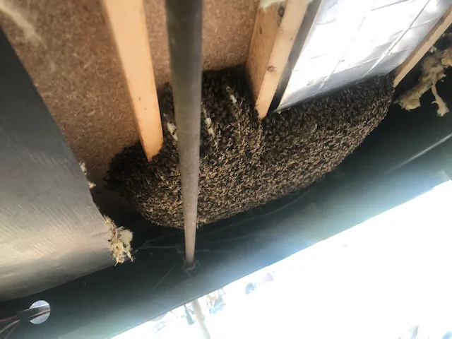 America's Best Bees Picture 3