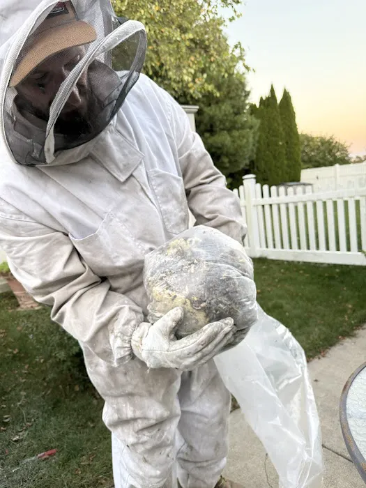 America's Best Bees Picture 2