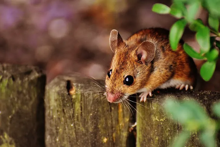 Monroe Pest Control Inc Picture 7