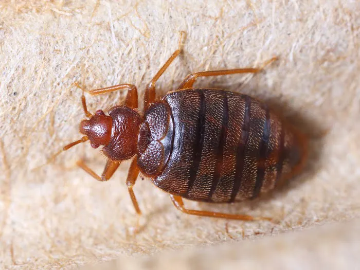 Bed Bug Specialist Picture 3