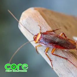 Core Pest Solutions Picture 5