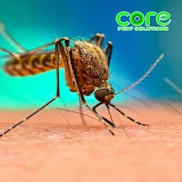 Core Pest Solutions Picture 6