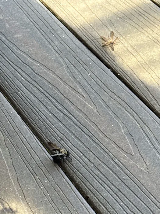 Core Pest Solutions Picture 2