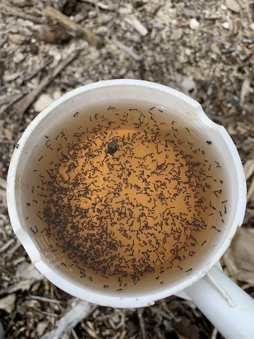 Buzzkill Pest Solutions LLC Picture 6