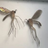 Buzzkill Pest Solutions LLC ico