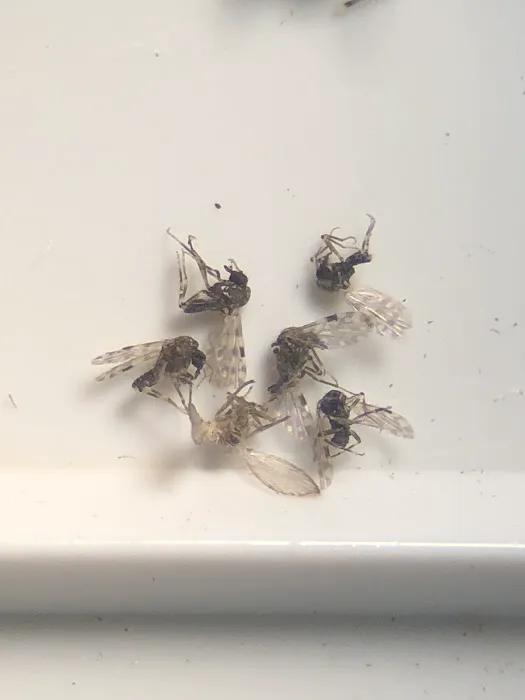 Buzzkill Pest Solutions LLC Picture 2