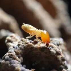 Southeast Termite & Pest Control Picture 5